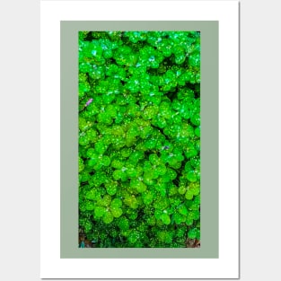 Shimmery Rain Droplets on Clover Posters and Art